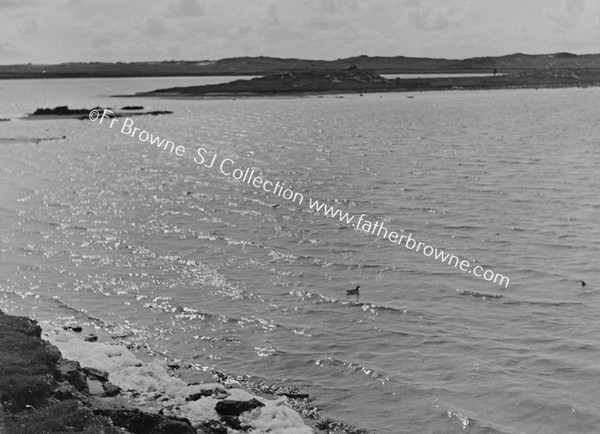 RED-NECKED PHALAROPE THEIR ONLY BREEDING -PLACE IN IRELAND